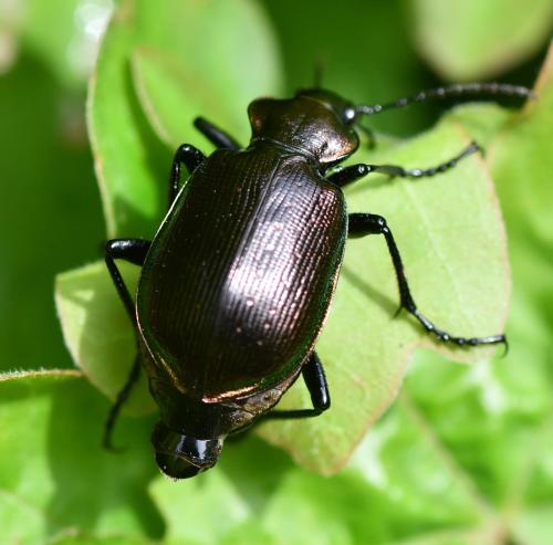 Réf. 322 180 : Calosoma inquisitor